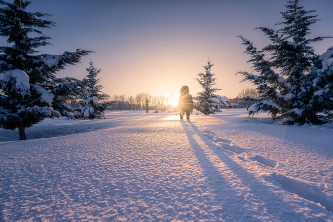 Traveler walking on snow around conifer trees