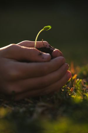 Faceless gardener with green plant seedling in summertime
