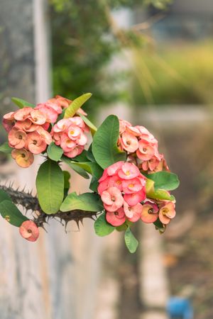 mahkota duri flower