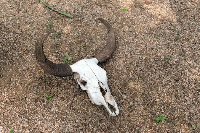 A cow skull that's part of the garden ornamentation at Quinta Mazatlan, McAllen, Texas