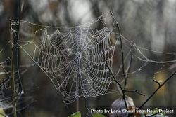 Spider Web In Aitkin County, Minnesota - Free Photo (4m1GB4) - Noun Project