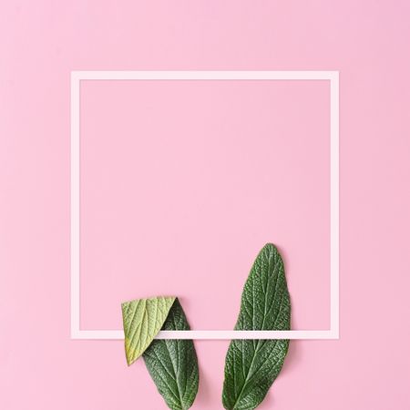 Bunny rabbit ears made of green leaves on pink background with copy space