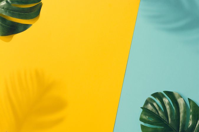 Tropical leaves with shadows on blue and yellow background