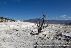Dead standing tree in Yellowstone Park Hot Spring 5r2gP5