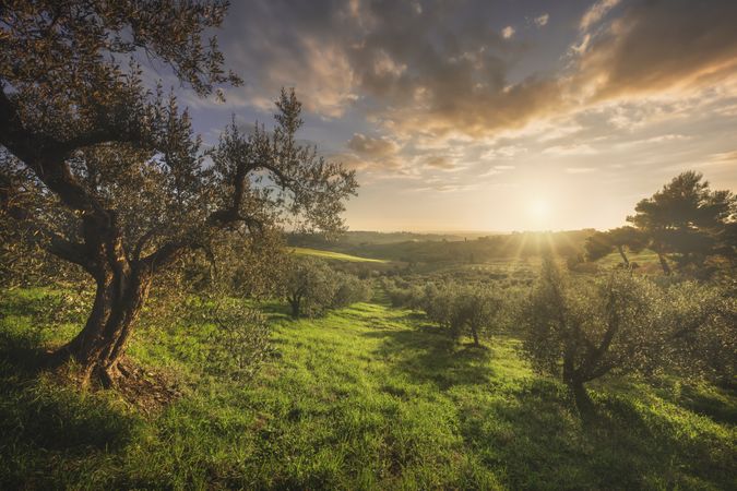 Olive grove in Alta Maremma. Landscape in Casale Marittimo, Tuscany, Italy