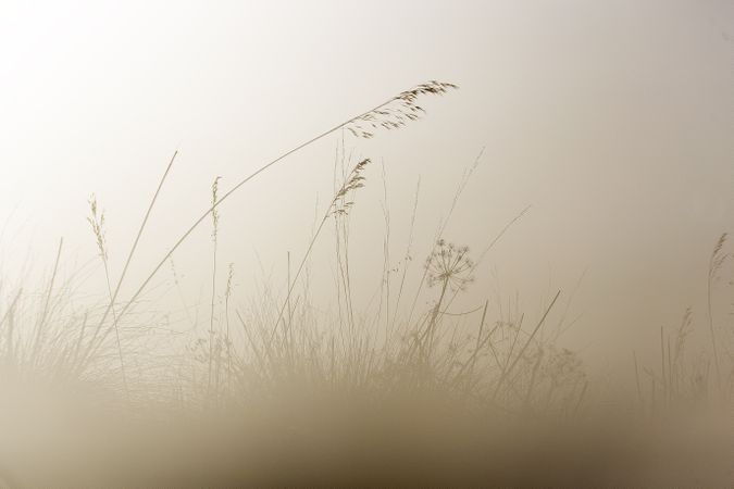 Transparent golden twigs on light sky