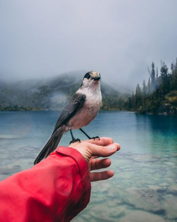 Gray bird on person's hand