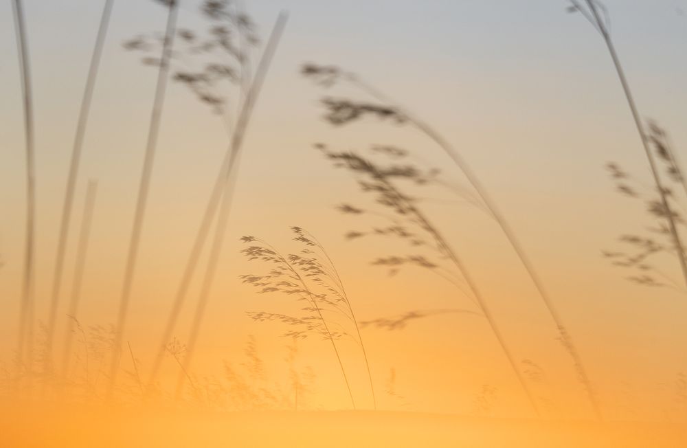 Transparent golden twigs on yellow sky