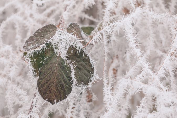 Frost on small branches and green leaves