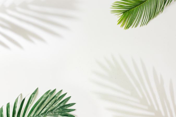 Palm leaves and shadows in corner on light background