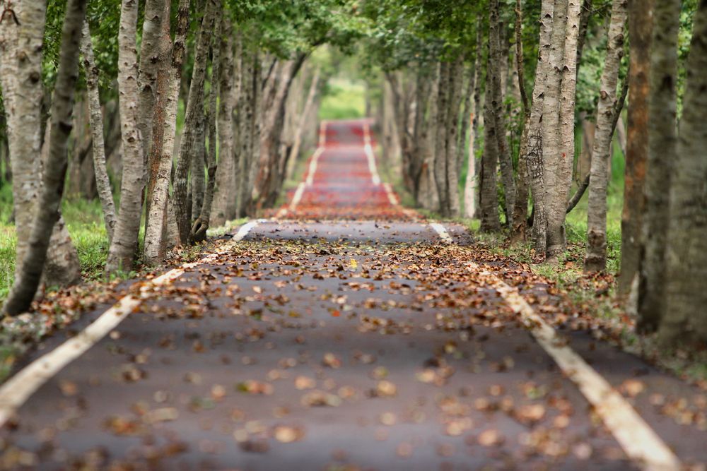 Gray concrete road filled with leaves between green trees