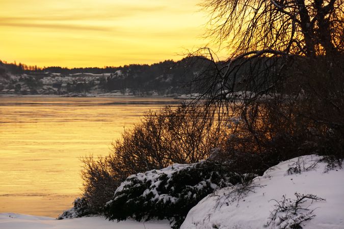 Bare tree silhouette at snowy riverside in sunset