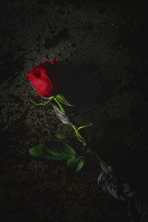 red roses with dark background