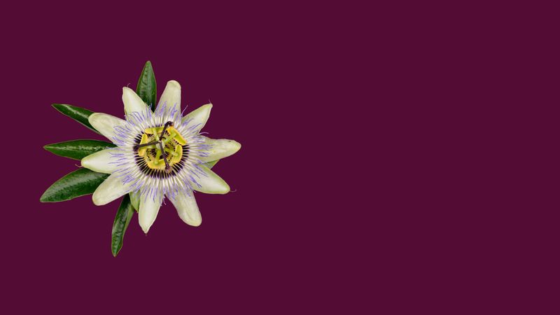 A passion flower with a yellow center is on a purple background