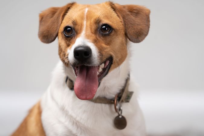 Portrait of cute jack russell terrier 