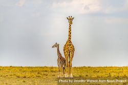 Masai Giraffe cow and calf, Maasai Mara, Kenya 0gwnN0