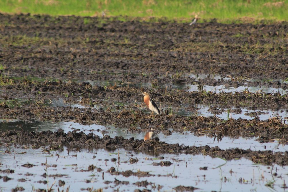 Bird In The Rice Field