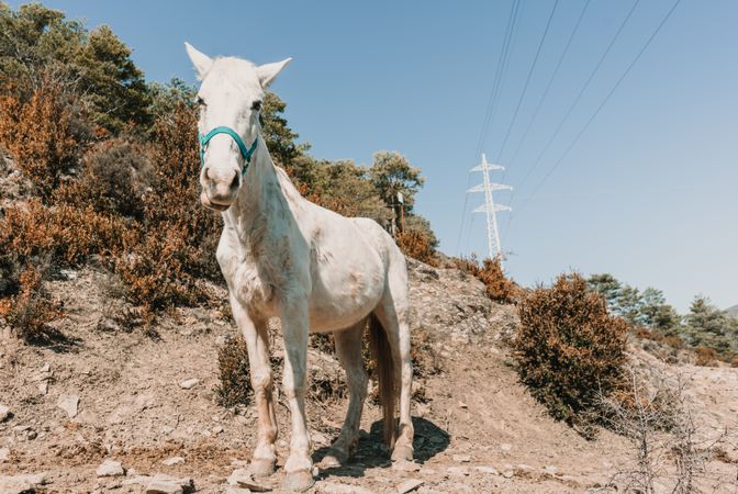 horse on hill slope