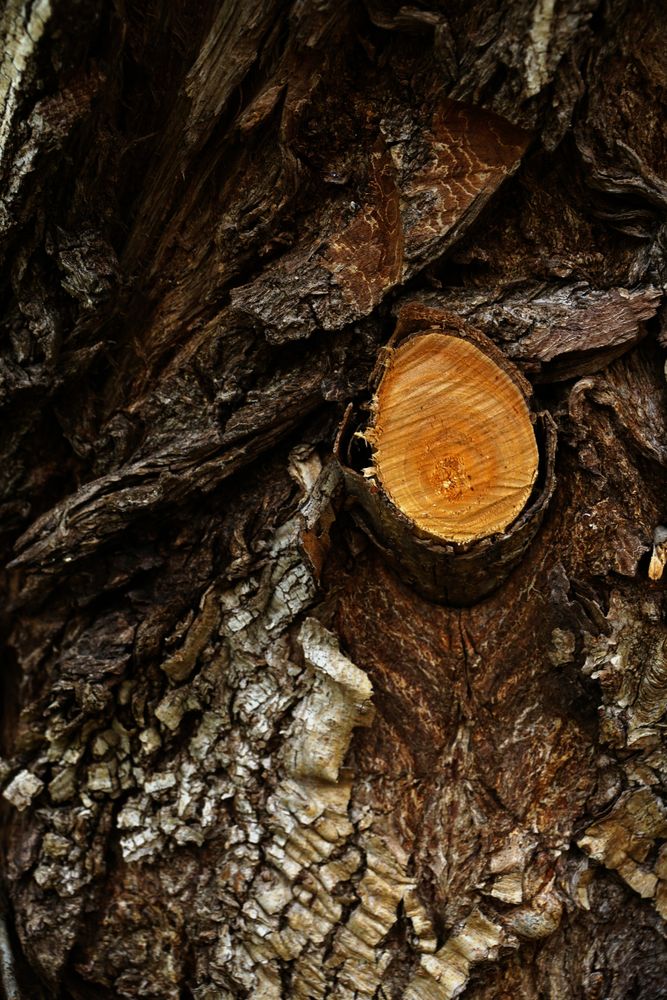 Part of cut branch on tree trunk