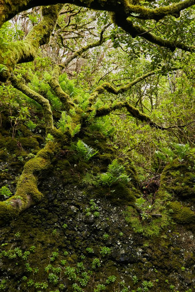 Lush green vegetation of tropical woods