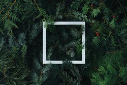 Square outline on pine background