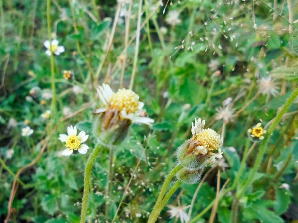 Tridax procumbens flower
