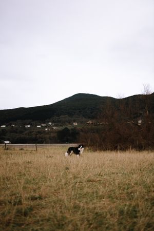 Cute dog walking on grass in nature