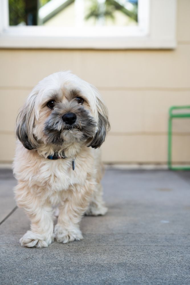 Portrait of Shih-tzu dog