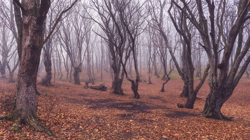 Foggy fall forest with barren trees