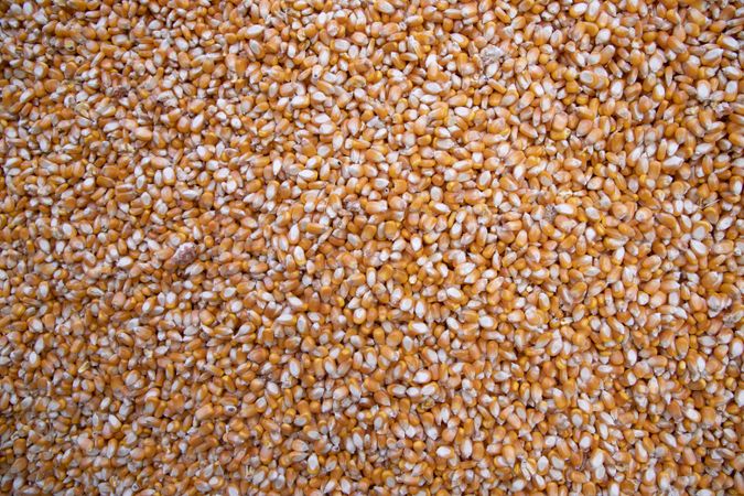 organic corn seed pattern texture Can be used as a background wallpaper