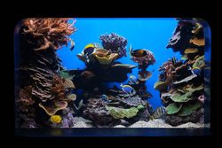 Exotic fish and corals in aquarium