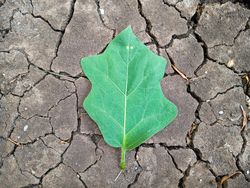 leaf on the cracked land