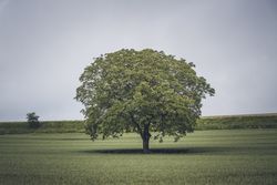 Large sprawling tree in green field
