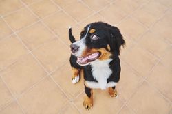Bernese dog looking around outside on deck