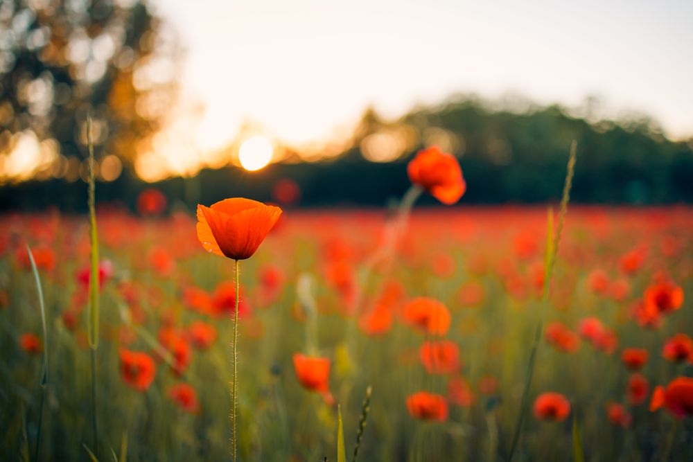 Side of poppy in large field