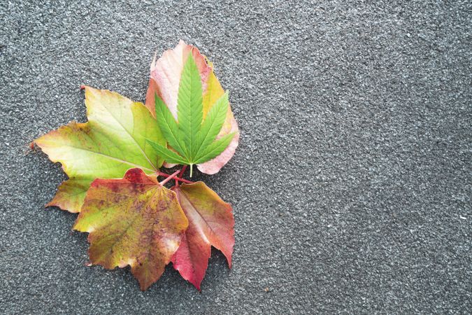 Fall leaves with marijuana leaf on pavement