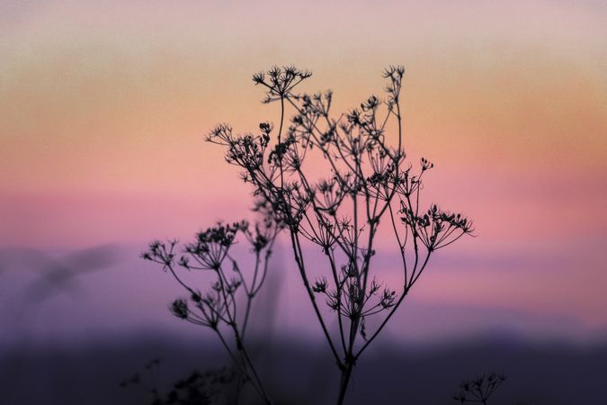 Silhouette of delicate dry plant against a colorful sky