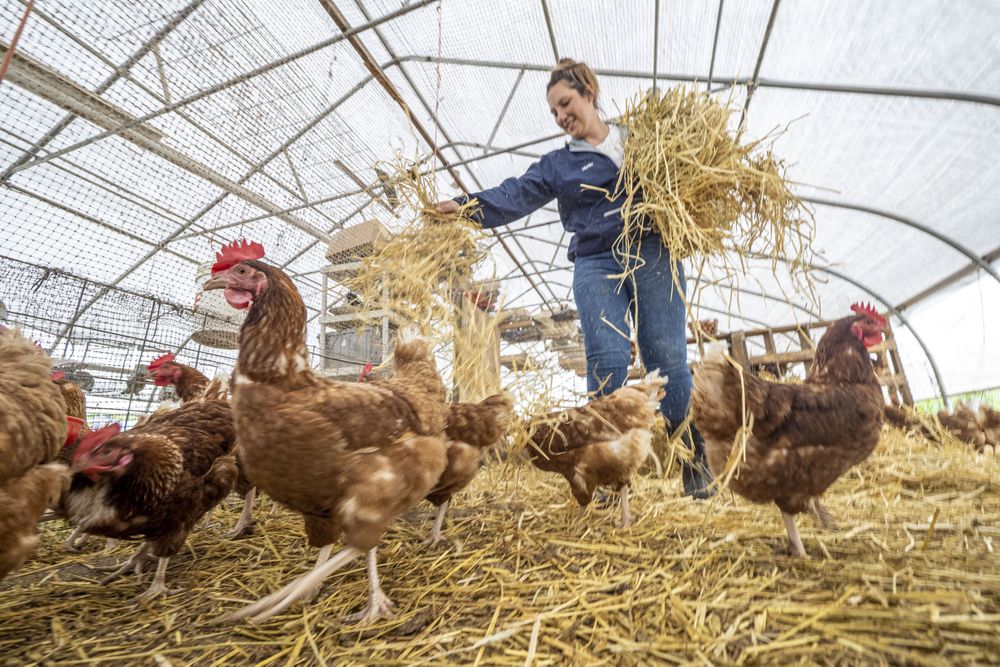 Copake, New York - May 19, 2022: Woman spreading hay among chickens