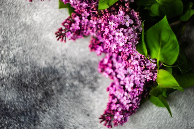 Top view of lilac flowers on grey counter