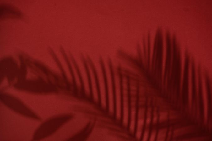 Top view of tropical leaf shadow on red background