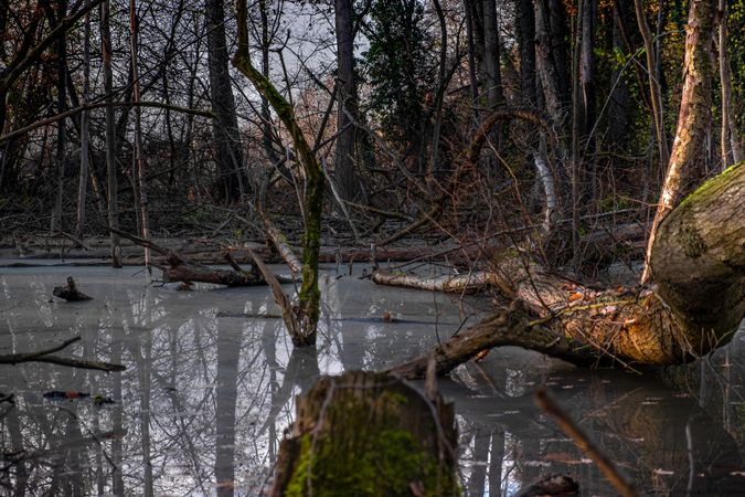 Moody shot of dead trees in stagnant water