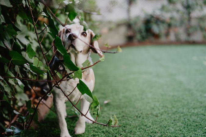 Little beagle near branches in yard