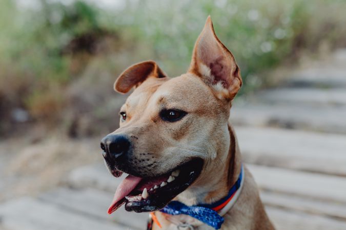 Cheerful brown dog with tongue out