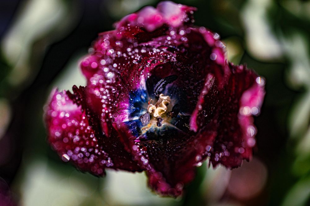 Looking into inside of pink tulip
