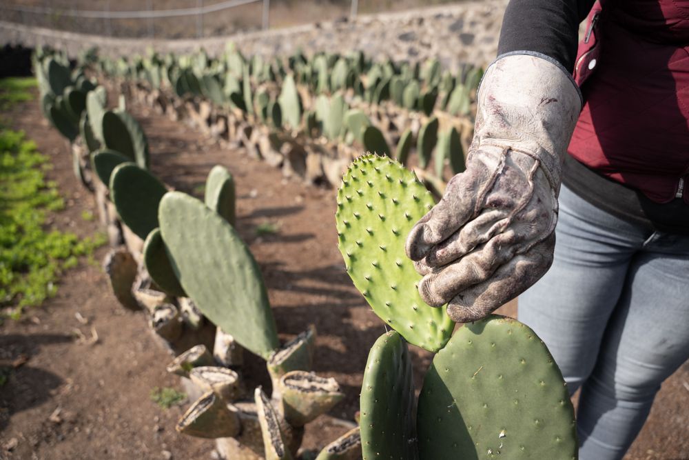 An adult woman is harvesting nopal with the hands using a bucket. Close up