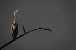 Ciconiiformes on brown tree branch