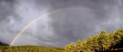 Rainbow on cloudy sky near forest