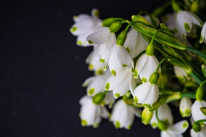 Easter holiday card concept with snowdrop flowers on dark background with copy space