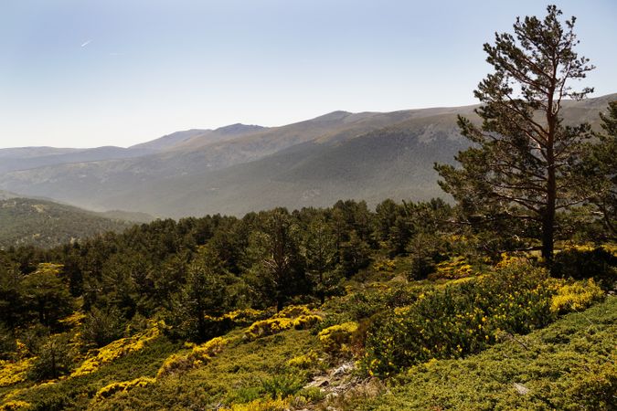 Picturesque landscape of green mountains in summer