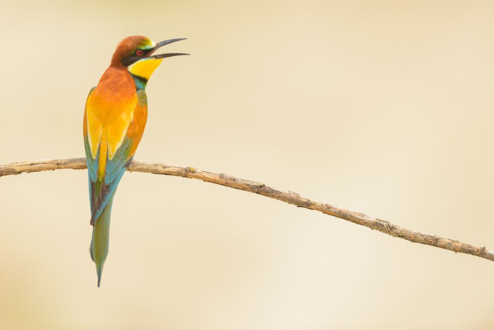 Bird standing on tree branch
